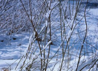 Tęskno gra poezję i