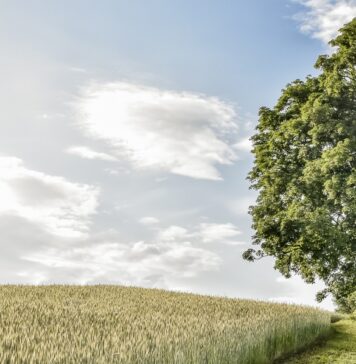 Dąb Dunin został Europejskim Drzewem Roku