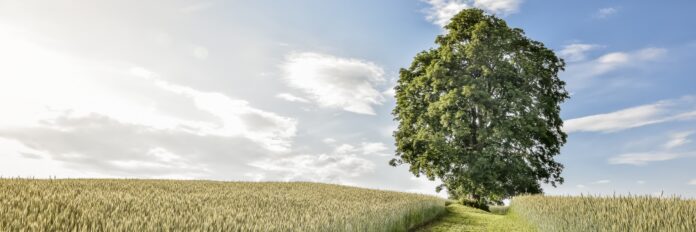 Dąb Dunin został Europejskim Drzewem Roku
