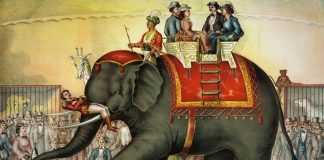 Historia słonicy Topsy