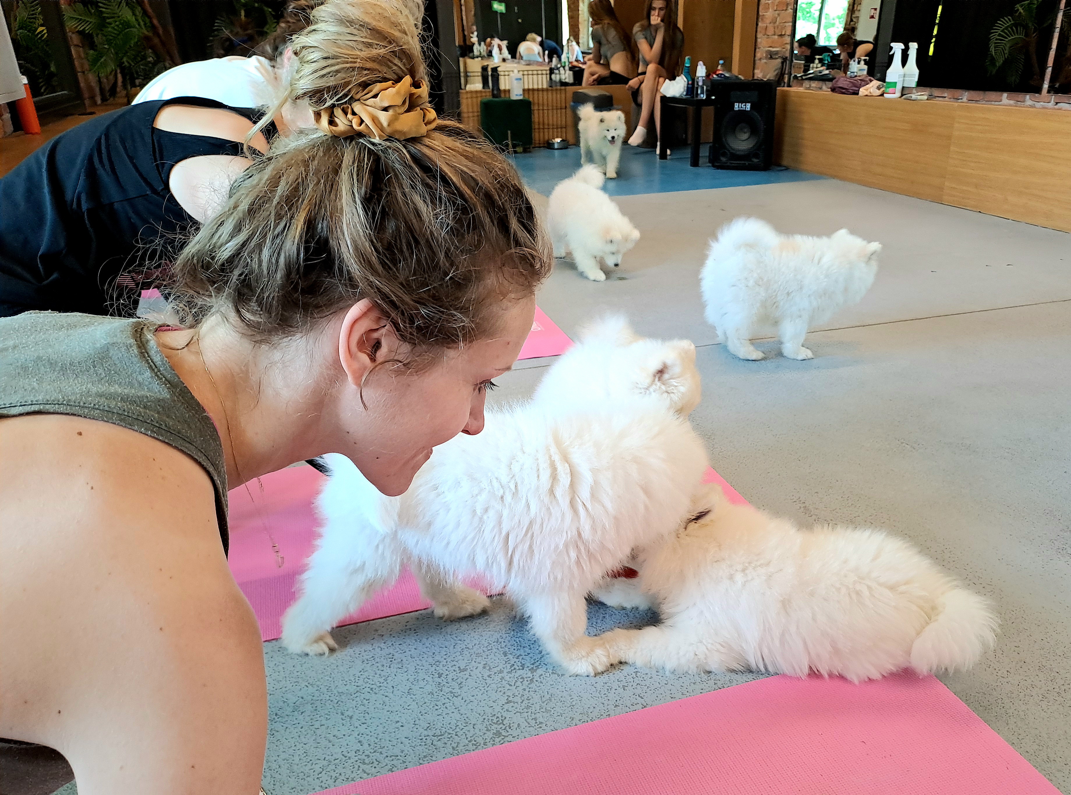 Doggy Yoga, czyli joga dla miłośników psów w Krakowie!
