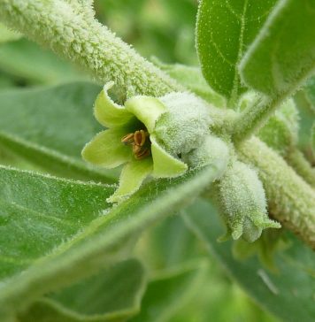 Ashwagandha - magiczna roślina na wszystko?