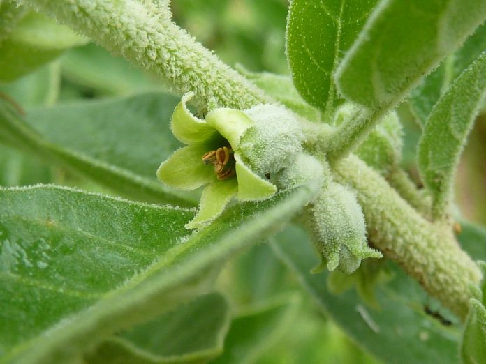 Ashwagandha - magiczna roślina na wszystko?