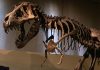 Szkielet tyranozaura