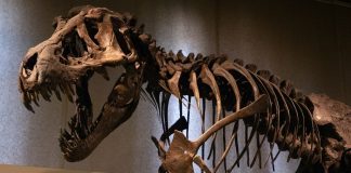 Szkielet tyranozaura