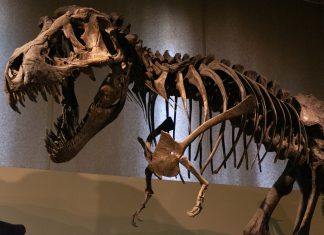 Szkielet tyranozaura
