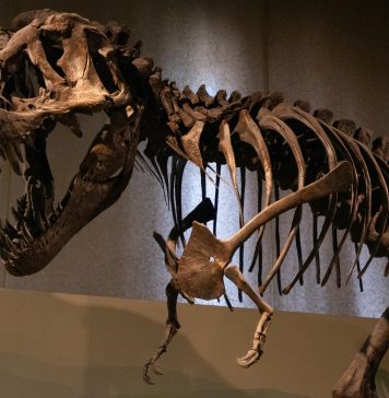 Szkielet tyranozaura
