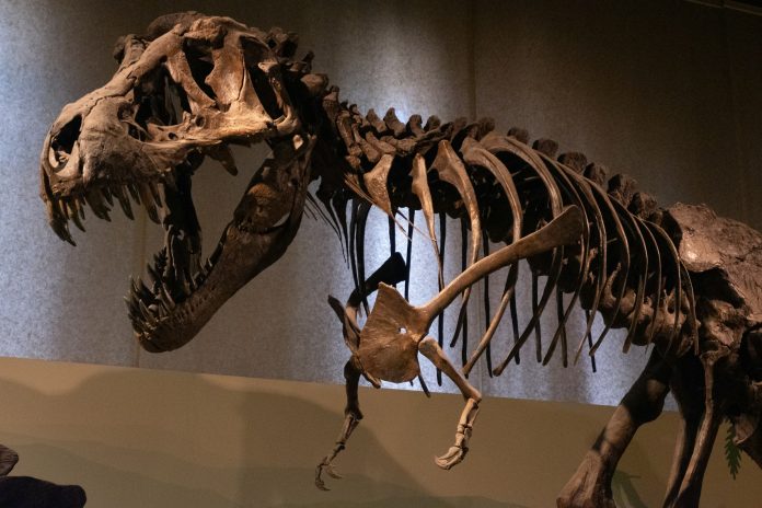 Szkielet tyranozaura