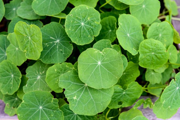Green plant leaves background wąkrotka azjatycka