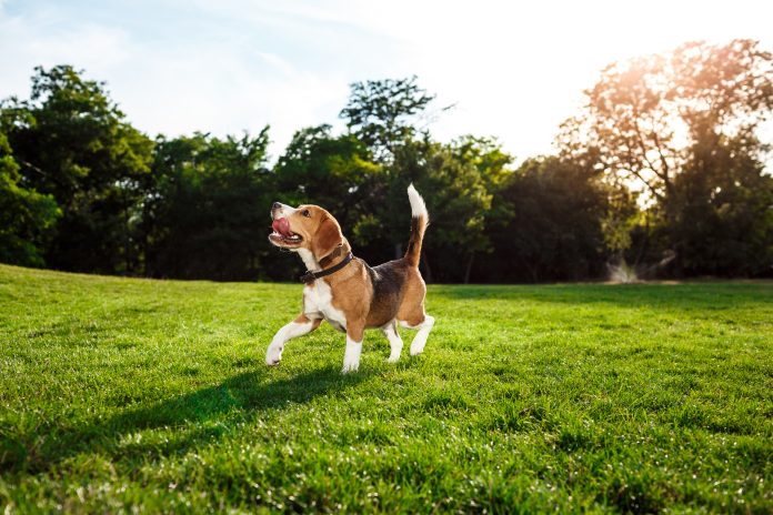 Funny happy beagle dog walking, playing in park. pies