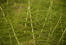 Skrzyp polny — tajemnica zdrowego i pięknego ciała skrzyp polny