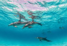 Delfiny – ciemna strona głębin delfiny