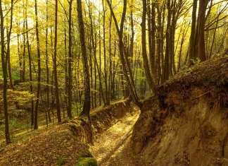 Zielona Góra