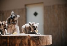 Kiedy odbywają się pokazy karmienia zwierząt w zoo zoo
