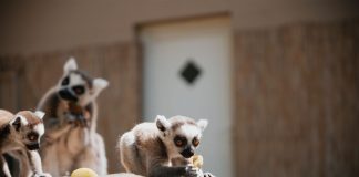 zoo