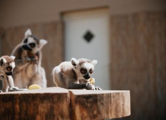zoo
