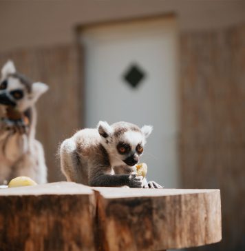 zoo
